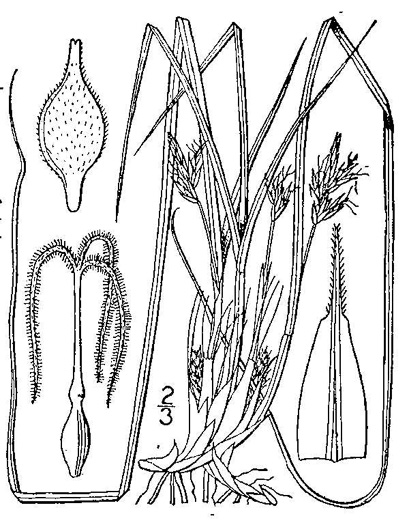 drawing of Carex nigromarginata, Black-edged Sedge