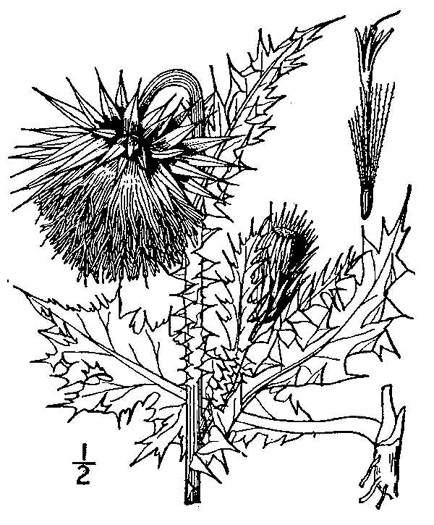drawing of Carduus nutans, Nodding Thistle, Musk Thistle