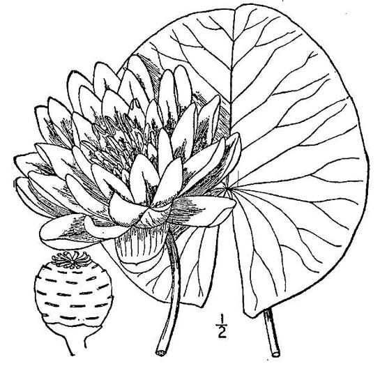 drawing of Nymphaea odorata ssp. odorata, Fragrant White Water-lily, American Water-lily, Sweet Water-lily