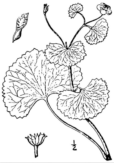 drawing of Caltha palustris var. palustris, Marsh-marigold, Cowslip