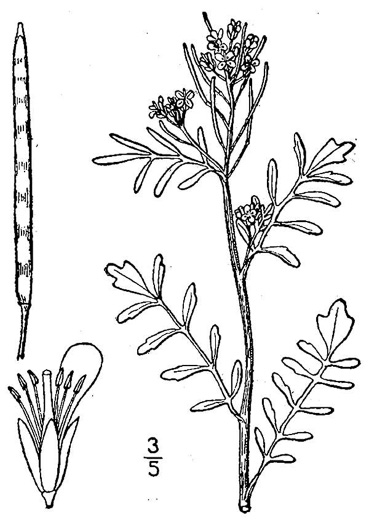 drawing of Cardamine pensylvanica, Pennsylvania Bittercress, Quaker Bittercress