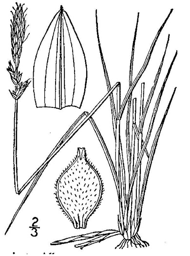 drawing of Carex pensylvanica, Pennsylvania Sedge, High Meadow Sedge