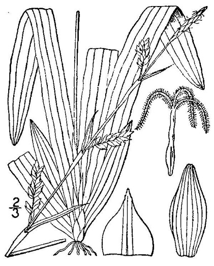 drawing of Carex plantaginea, Seersucker Sedge, Plantainleaf Sedge