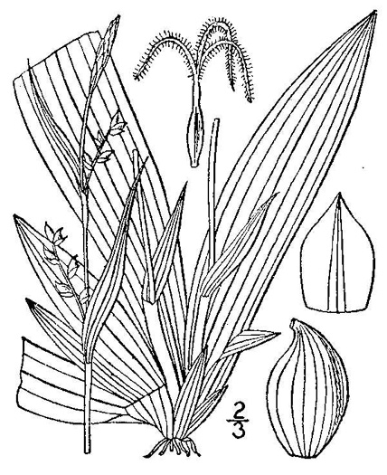 drawing of Carex platyphylla, Broadleaf Sedge