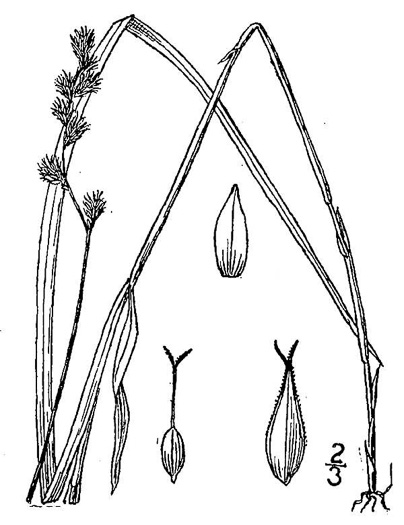 drawing of Carex projecta, Necklace Sedge