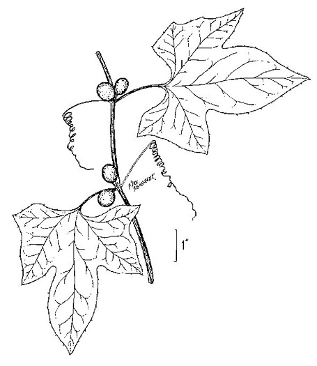 drawing of Cayaponia quinqueloba, Five-lobed Cucumber, Melon-leaf Cucumber