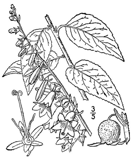 drawing of Campanula rapunculoides, European Bellflower, Rampion Bellflower, Rover Bellflower, Creeping Bellflower