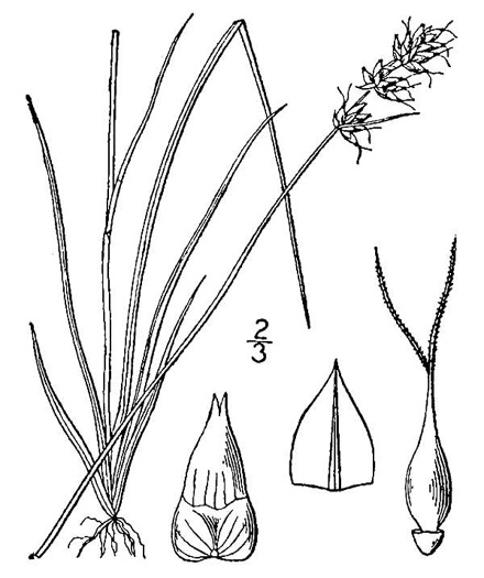 drawing of Carex retroflexa, Reflexed Sedge