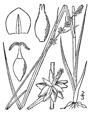 drawing of Carex rosea, Rosy Sedge