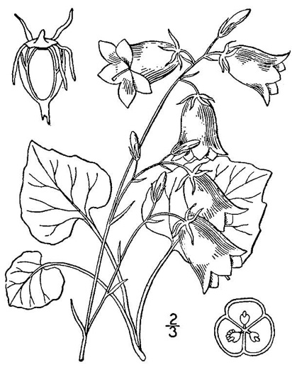 drawing of Campanula rotundifolia, Harebell, Bluebell, Bluebell-of-Scotland, Scotch Harebell