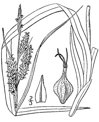 image of Carex scabrata, Eastern Rough Sedge