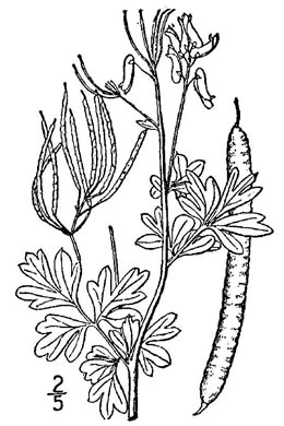 Capnoides sempervirens, Pale Corydalis, Rock Harlequin, Pink Corydalis, Tall Corydalis