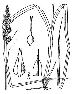 drawing of Carex vulpinoidea, Fox Sedge