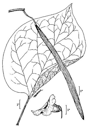 image of Catalpa speciosa, Northern Catalpa, Indian Cigar Tree, Catawba Tree