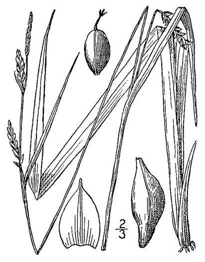 drawing of Carex striatula, Lined Sedge