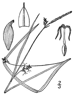 drawing of Carex styloflexa, Bent Sedge