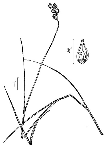 image of Carex tenera, Slender Sedge, Quill Sedge