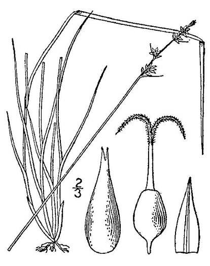 drawing of Carex texensis, Texas Sedge