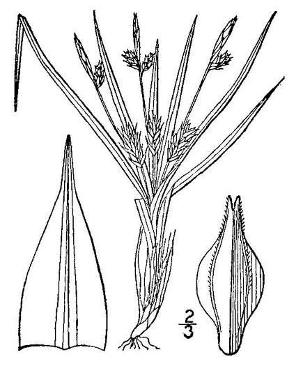drawing of Carex umbellata, Parasol Sedge