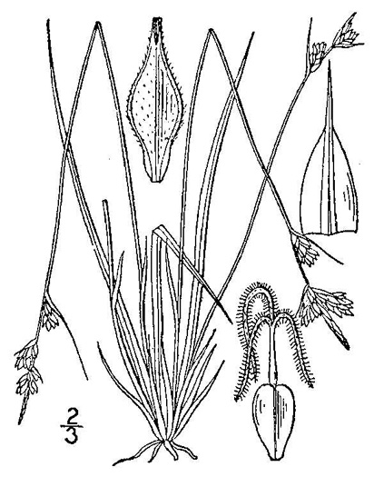 drawing of Carex albicans var. albicans, White-tinged Sedge, Architectural Sedge