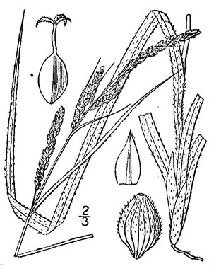 image of Carex virescens, Ribbed Sedge