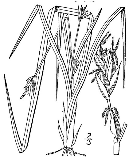drawing of Carex willdenowii, Willdenow's Sedge