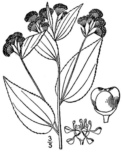 drawing of Ceanothus americanus +, New Jersey Tea, Redroot, Ceanothus