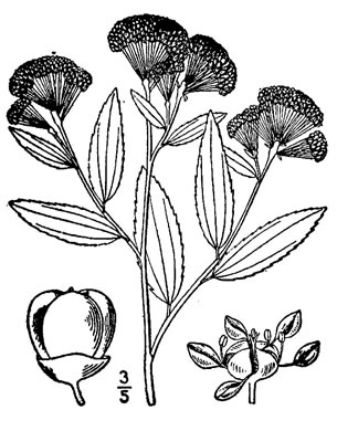 drawing of Ceanothus herbaceus, Prairie Redroot