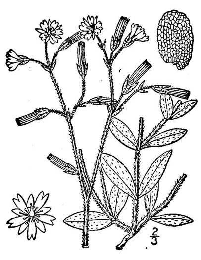 drawing of Cerastium fontanum ssp. vulgare, Common Mouse-ear Chickweed