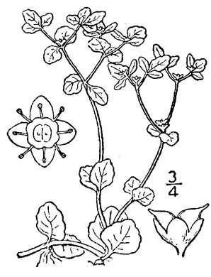 drawing of Chrysosplenium americanum, Golden-saxifrage, Water-carpet, Water-mat