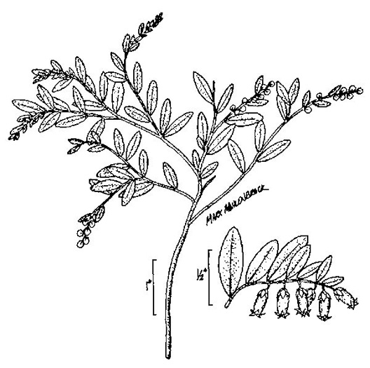 drawing of Chamaedaphne calyculata, Leatherleaf, Cassandra