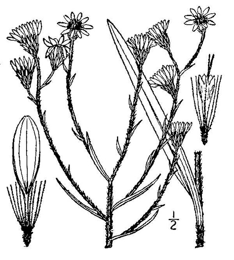 drawing of Pityopsis graminifolia, Narrowleaf Silkgrass, Grassleaf Goldenaster