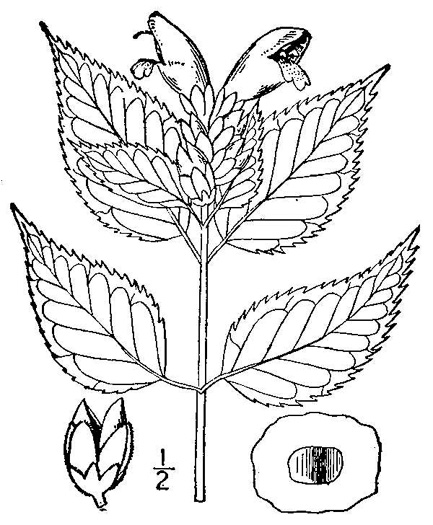 drawing of Chelone lyonii, Mountain Turtlehead, Pink Turtlehead, Appalachian Turtlehead