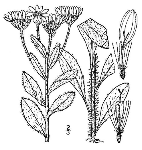 drawing of Chrysopsis mariana, Maryland Goldenaster