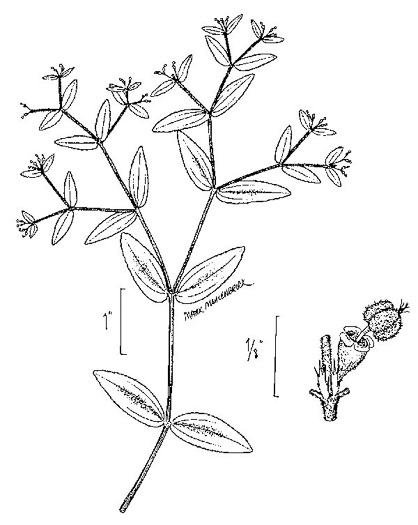 drawing of Euphorbia maculata, Spotted Spurge, Milk-purslane, Wartweed, Spotted Sandmat