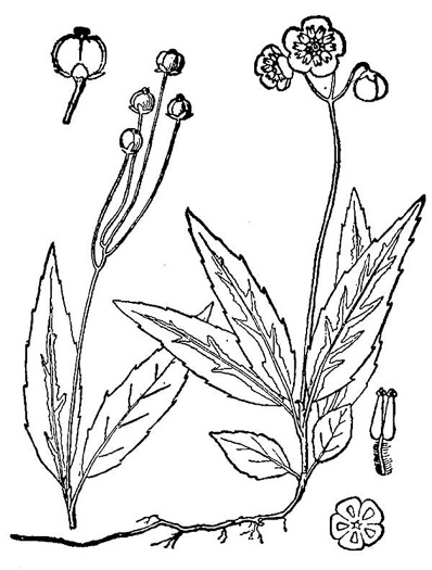 drawing of Chimaphila maculata, Pipsissewa, Striped Wintergreen, Spotted Wintergreen
