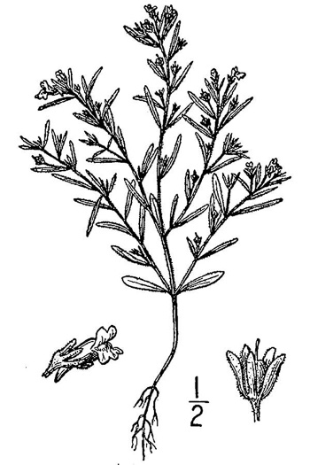 drawing of Chaenorhinum minus ssp. minus, Dwarf Snapdragon