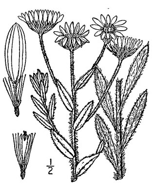 drawing of Bradburia pilosa, Soft Goldenaster, Hairy Goldenaster