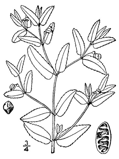drawing of Euphorbia nutans, Eyebane, Nodding Spurge