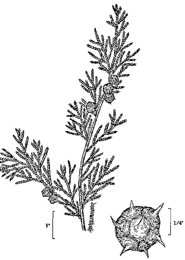 image of Chamaecyparis thyoides var. thyoides, Atlantic White Cedar, Juniper