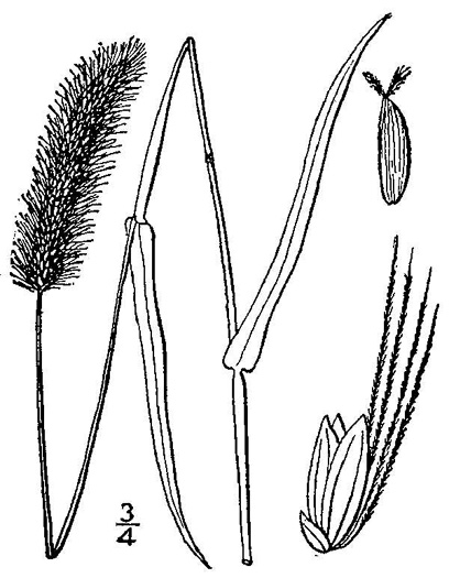 drawing of Setaria viridis var. viridis, Green Foxtail, Green Bristlegrass