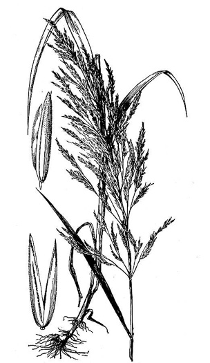 image of Cinna arundinacea, Common Woodreed, Stout Woodreed, Sweet Woodreed