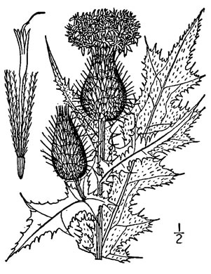 drawing of Cirsium vulgare, Bull Thistle