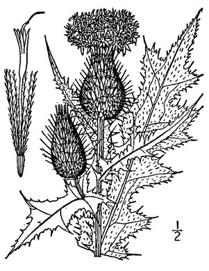 image of Cirsium vulgare, Bull Thistle