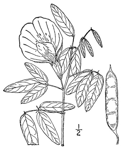 drawing of Clitoria mariana var. mariana, Butterfly-pea