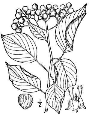 drawing of Swida alternifolia, Alternate-leaf Dogwood, Pagoda Dogwood, Pagoda Cornel