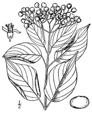 drawing of Swida asperifolia, Eastern Roughleaf Dogwood