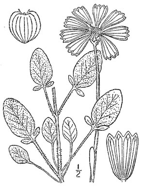 drawing of Coreopsis auriculata, Eared Coreopsis, Lobed Coreopsis, Eared Tickseed, Lobed Tickseed