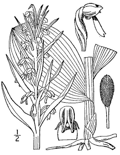 drawing of Dactylorhiza viridis, Longbract Frog Orchid, Long-bracted Orchid
