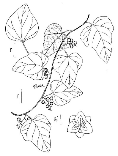 drawing of Cocculus carolinus, Carolina Moonseed, Coralbeads, Carolina Snailseed, Red Moonseed